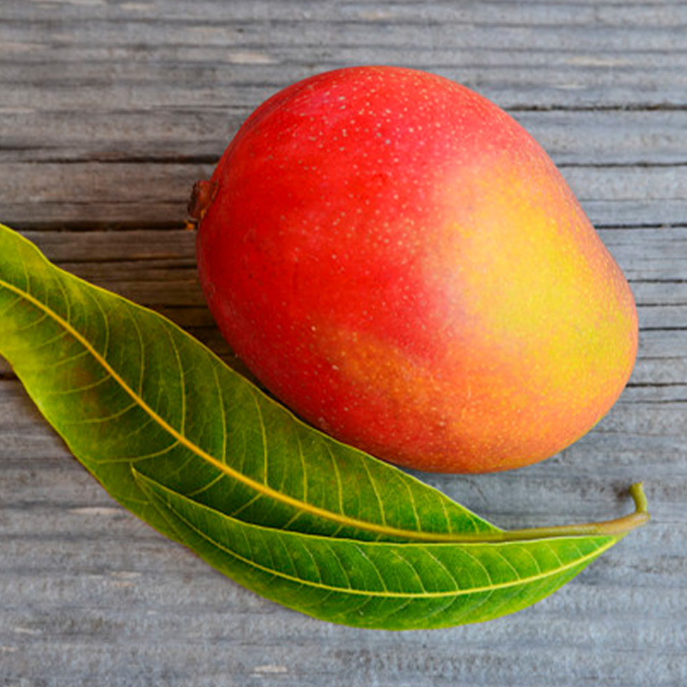 ”マンゴー アーウィンの苗木”18cmポット接木苗” 樹高約30cm 1本売り(ポット苗なので年中植付け可能!)【果樹 2年生 接木苗(台木ドマンゴー在来種)】