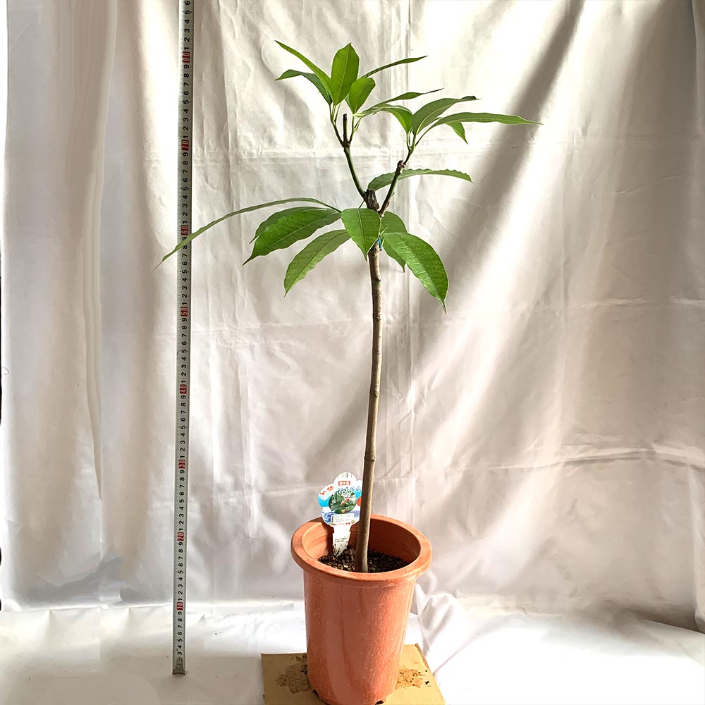”マンゴー アーウィンの苗木”18cmポット接木苗” 樹高約30cm 1本売り(ポット苗なので年中植付け可能!)【果樹 2年生 接木苗(台木ドマンゴー在来種)】