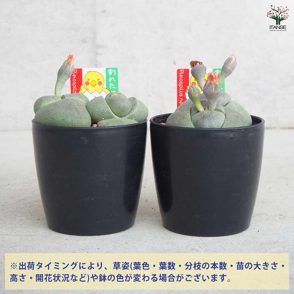 多肉植物 たまちゃ•*¨*•.¸¸♬ 58.たまちゃ様専用 多肉植物