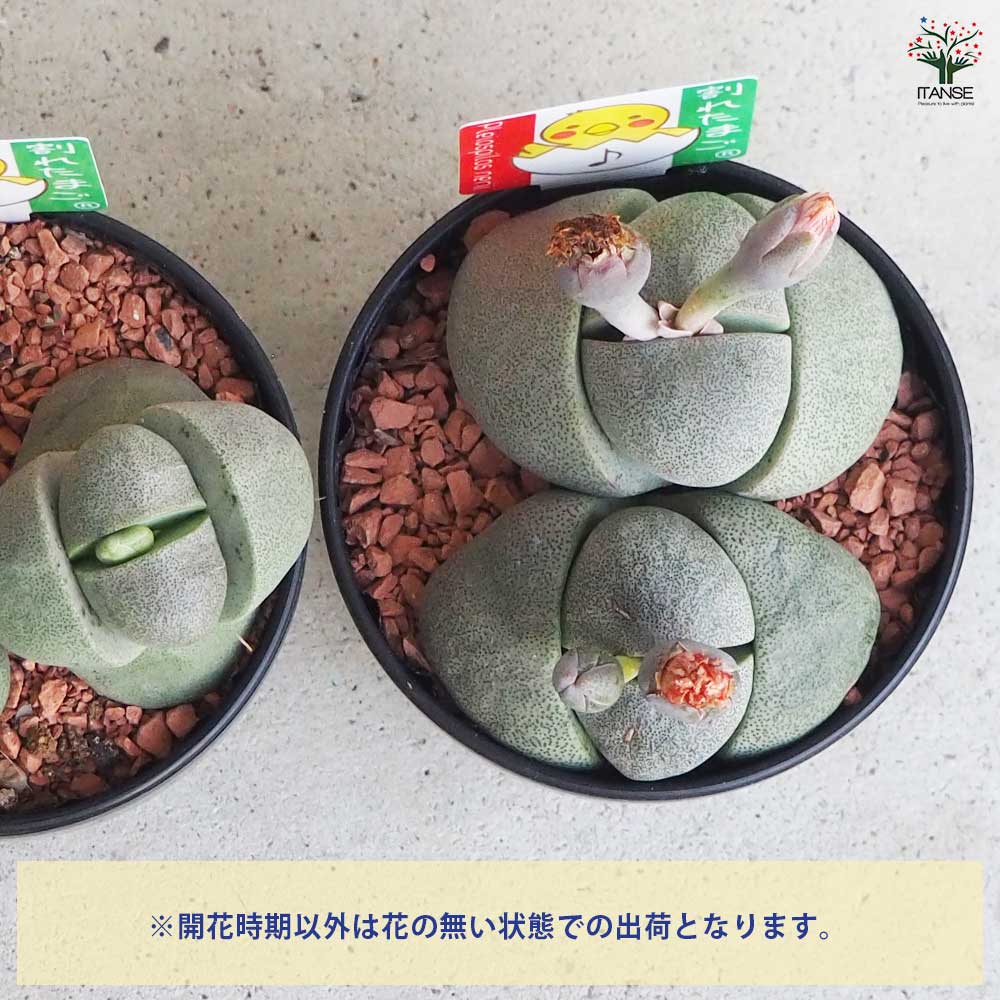 多肉植物 新入荷 a.フラメンコ錦 輸入苗 未発根 限定価格 【公式 多肉植物 新入荷 a.フラメンコ錦 輸入苗 未発根 限定価格 【公式