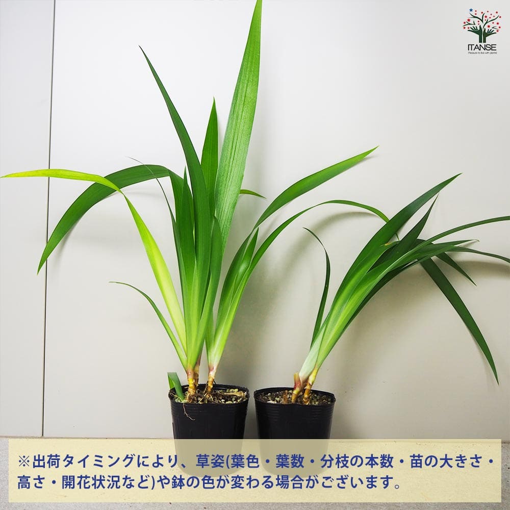 シャガ 【花苗 3.5号ポット】｜ 【植物のITANSE】全品送料無料