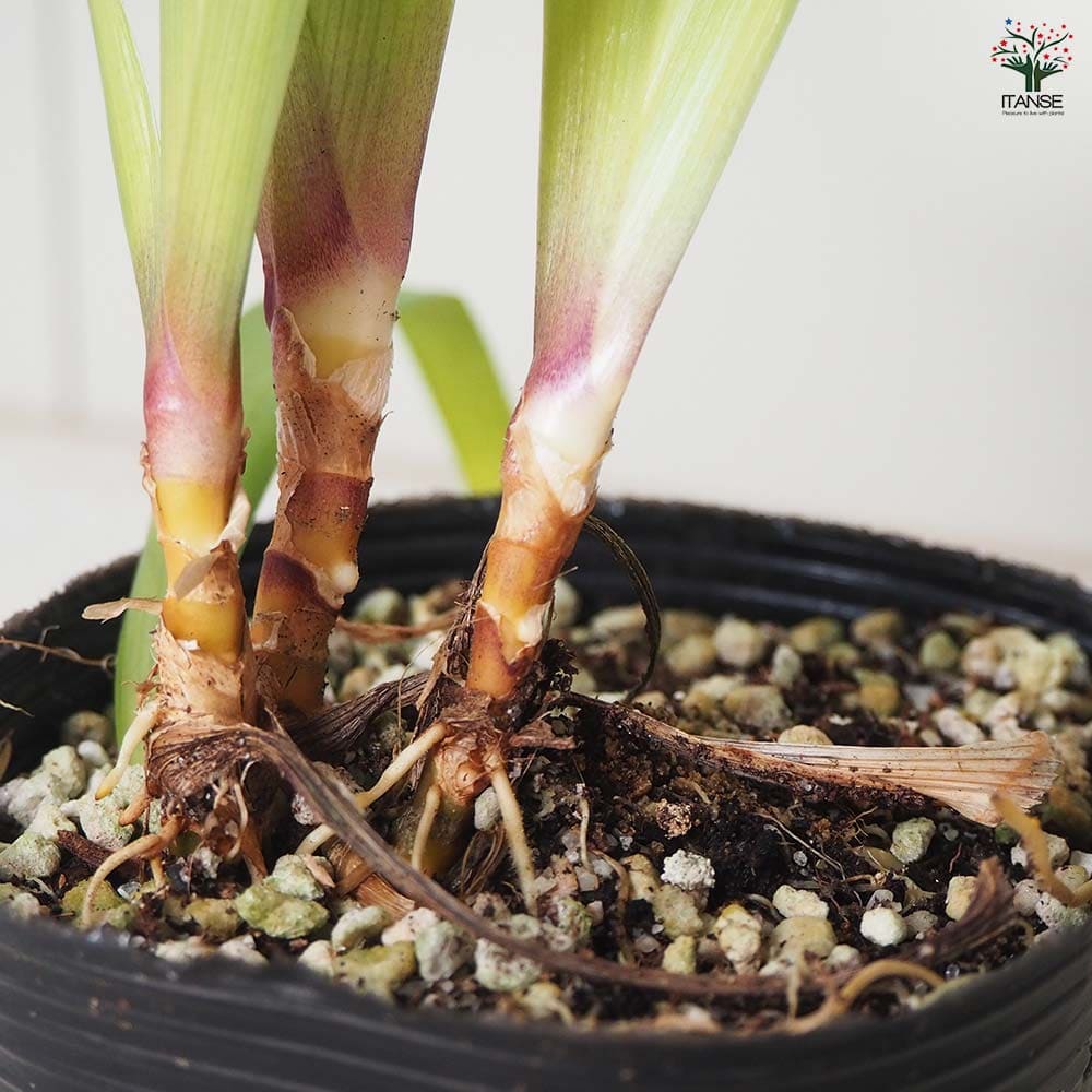 シャガ 【花苗 3.5号ポット】｜ 【植物のITANSE】全品送料無料