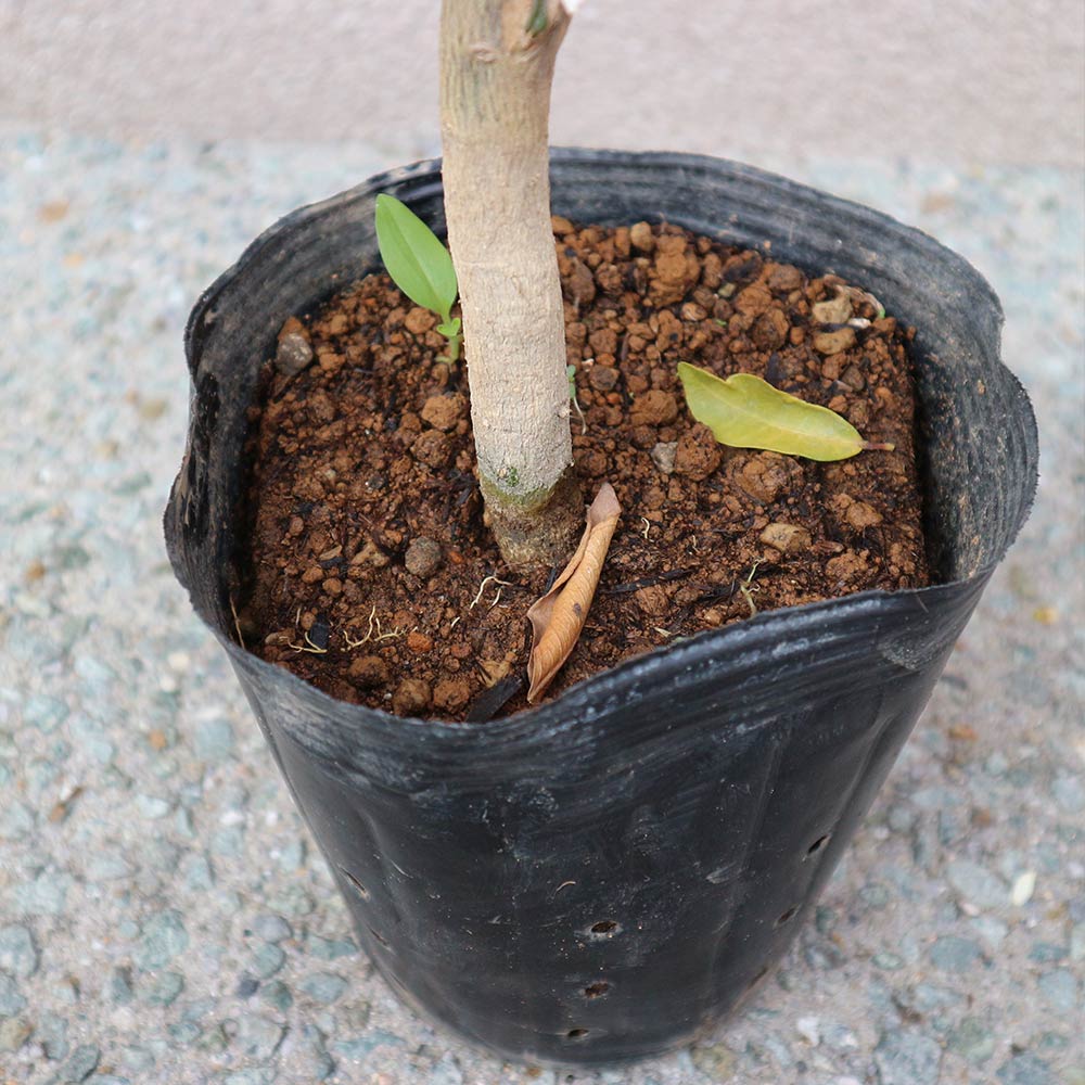 みかんの苗木 西南のひかり【果樹苗 2年生 接木苗15cmポット／1個