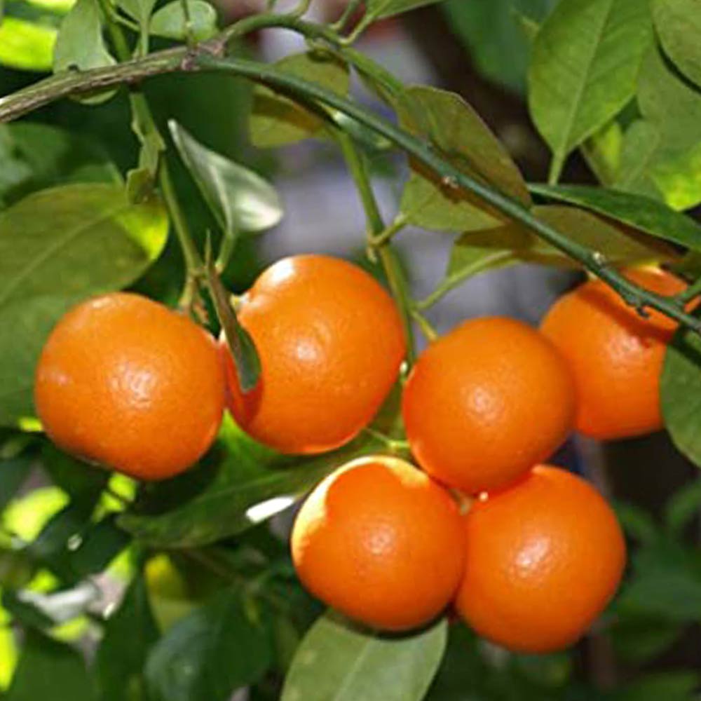 みかんの苗木 西南のひかり【果樹苗 2年生 接木苗15cmポット／1個