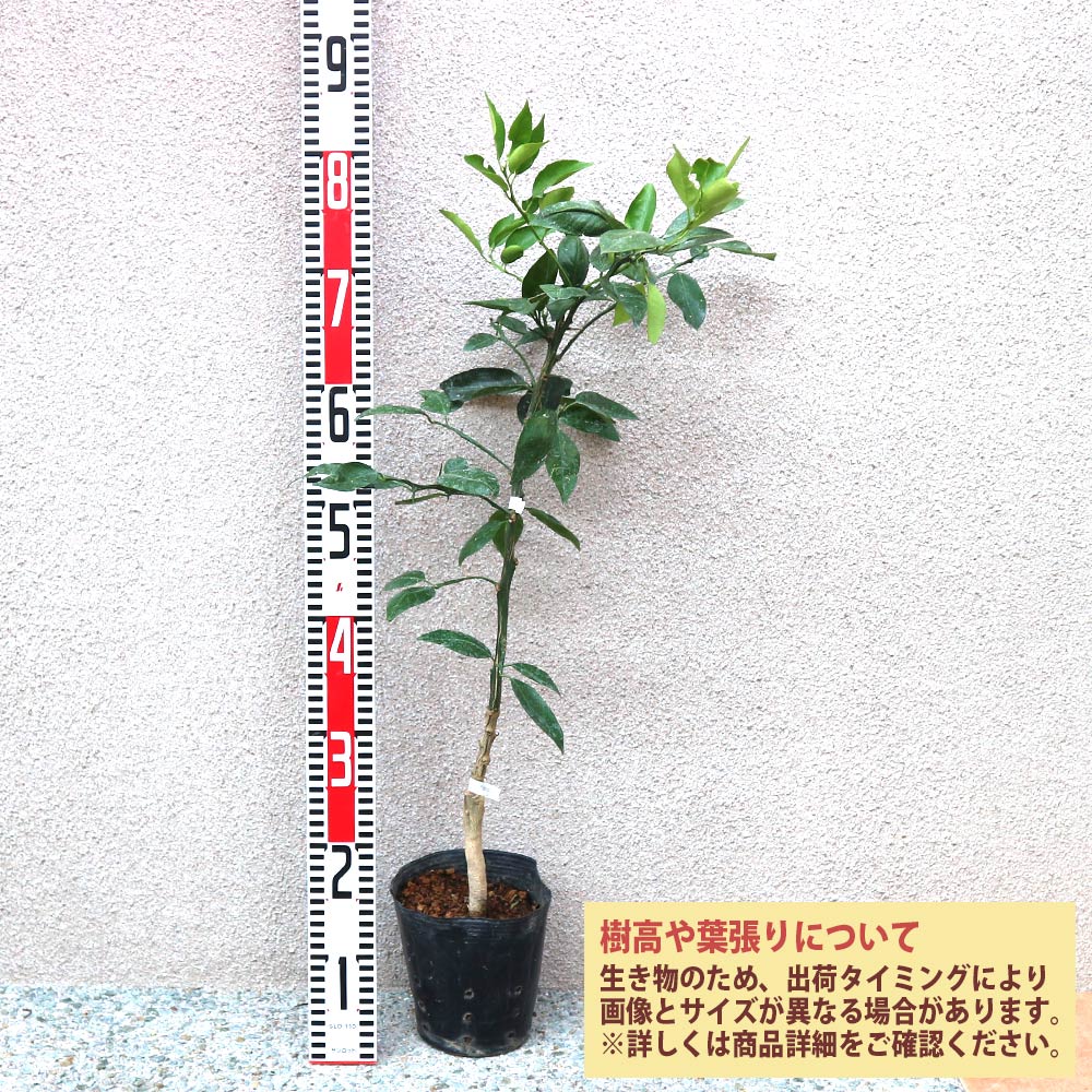 みかんの苗木 西南のひかり【果樹苗 2年生 接木苗15cmポット／1個