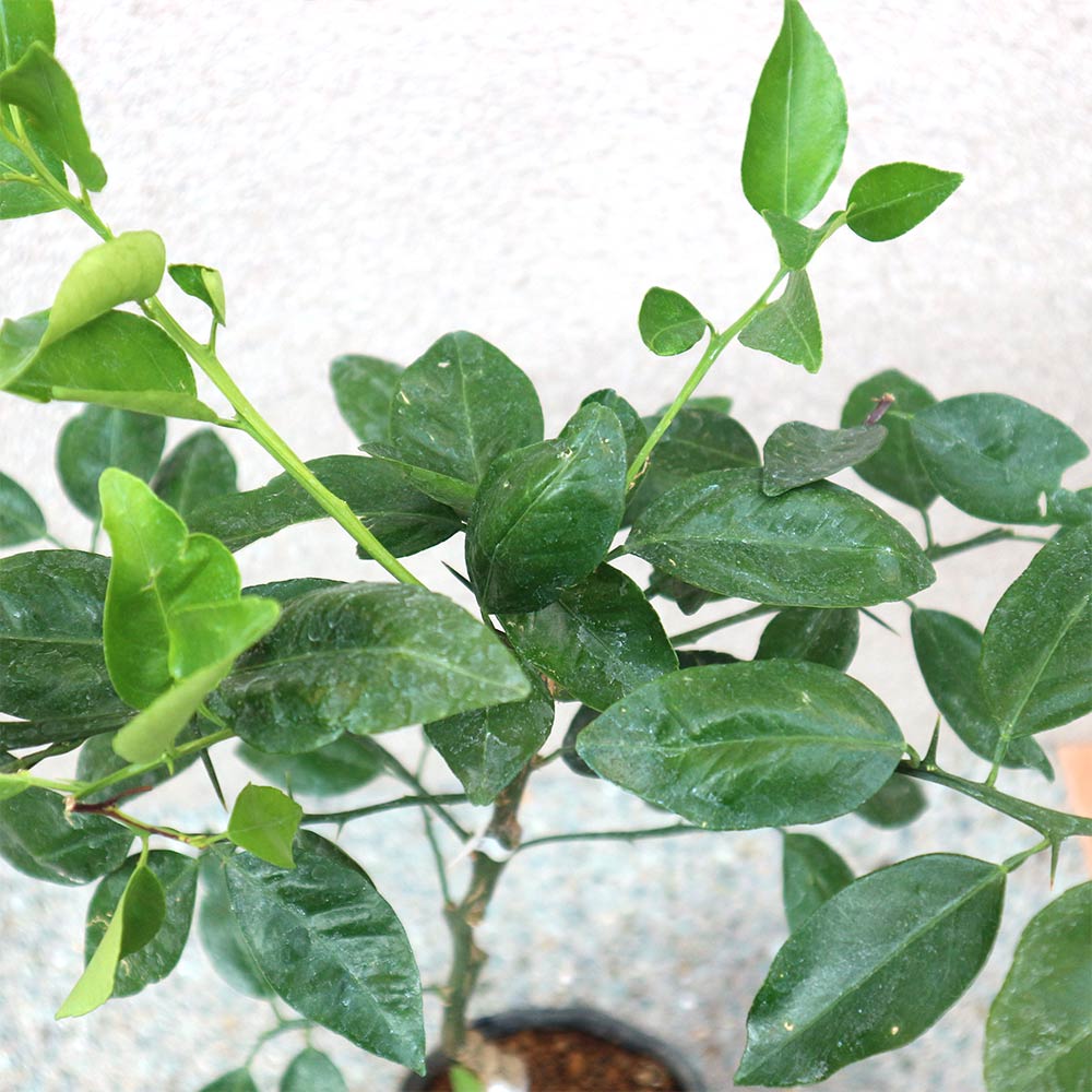 みかんの苗木 西南のひかり【果樹苗 2年生 接木苗15cmポット／1個