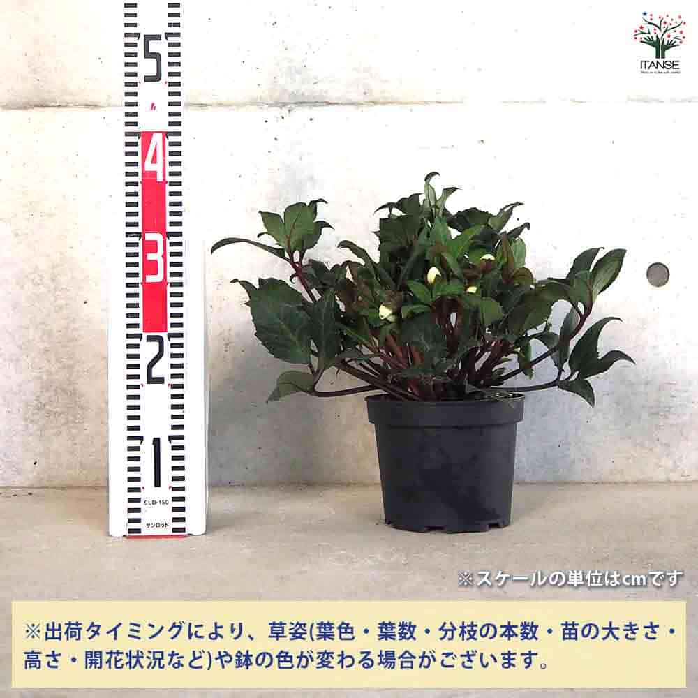 クリスマスローズ HGCシューティングスター 【花苗 6号鉢／1個売り】