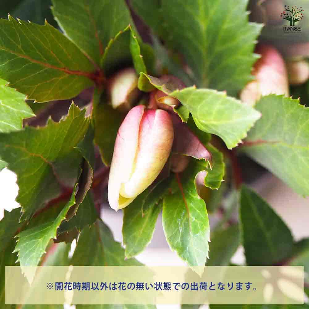 クリスマスローズ HGCシューティングスター 【花苗 6号鉢／1個売り】