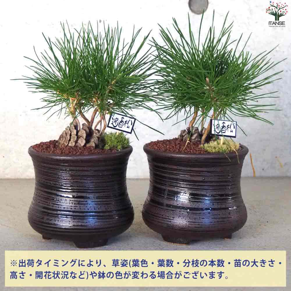迎春ぼっくり松 風月黒鉢 【盆栽 土色：茶／1個売り】｜ 【植物の