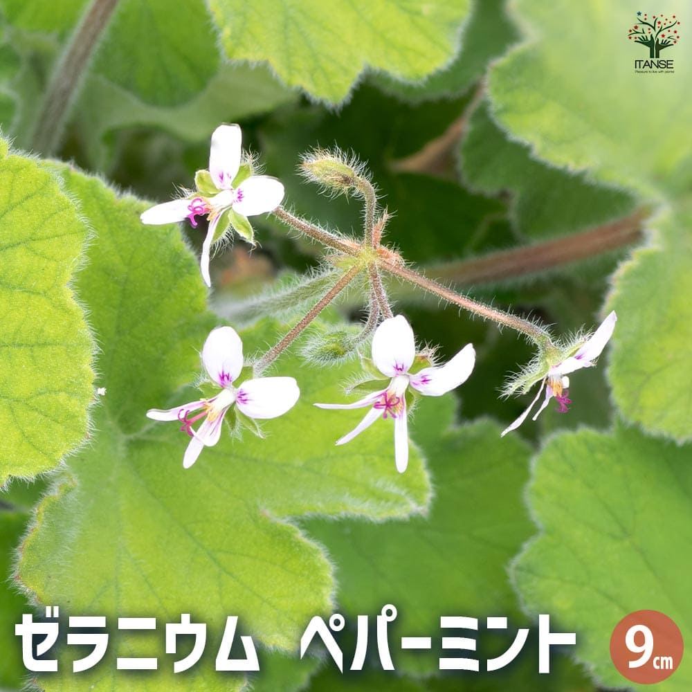 ゼラニウム ペパーミント 【ハーブの苗 9cmポット】