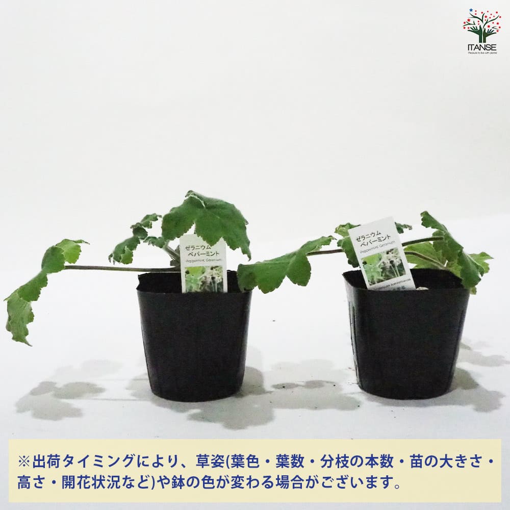ゼラニウム ペパーミント 【ハーブの苗 9cmポット】