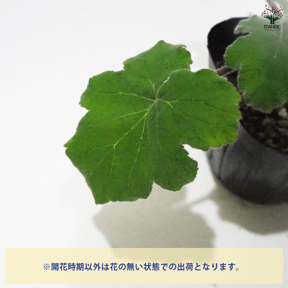 ゼラニウム ペパーミント 【ハーブの苗 9cmポット】