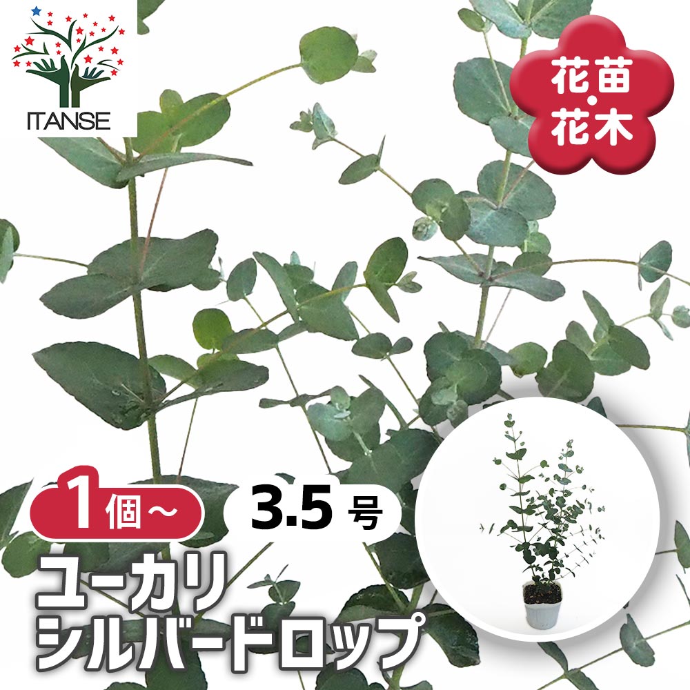 ユーカリ シルバードロップ 【花木苗 3.5号ポット】｜ 【植物の