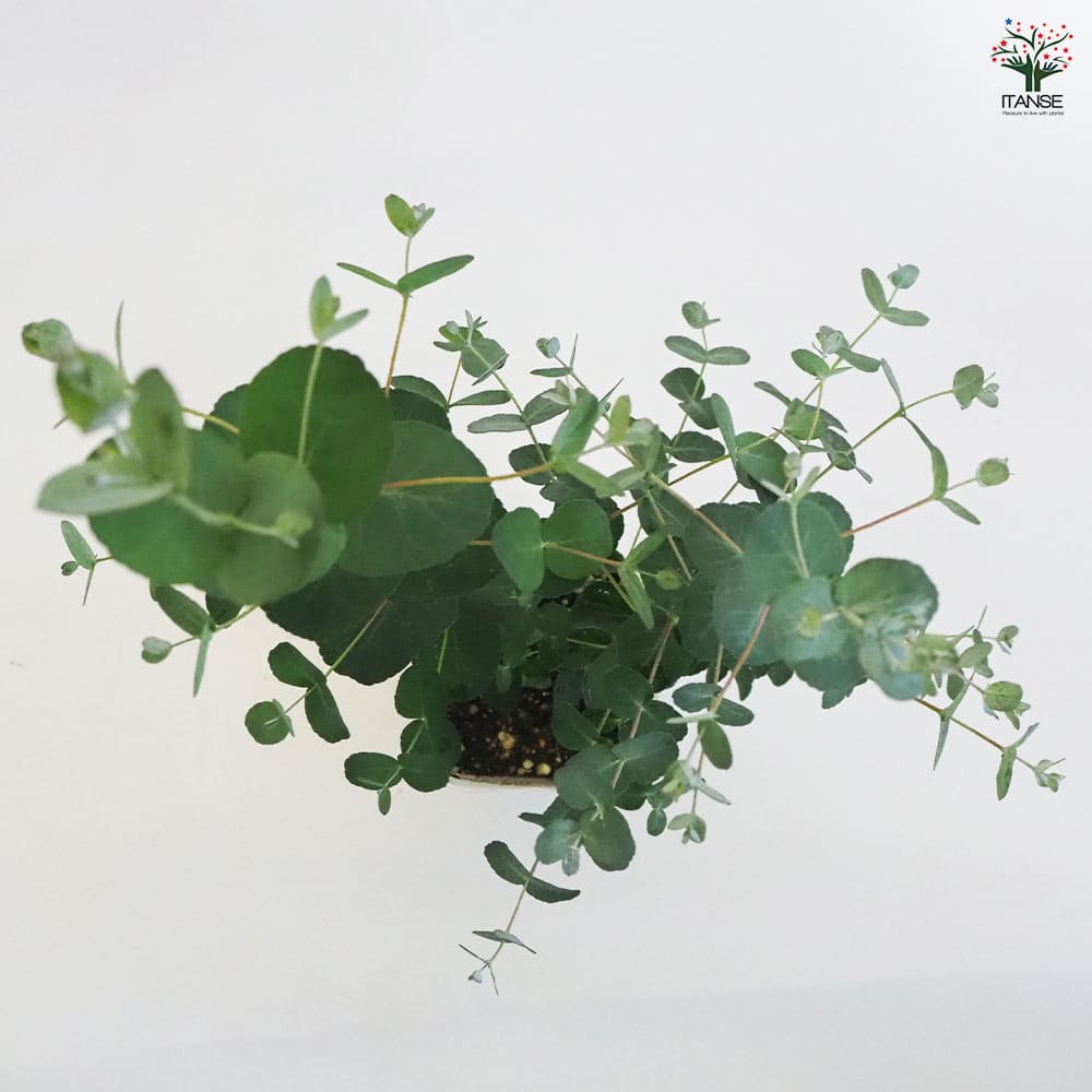 大きめ　ユーカリ　シルバードロップ　鉢植え　苗　苗木　シンボルツリー 大苗♪ユーカリ シルバードロップ モダン鉢植え 株立ち 苗 シンボル