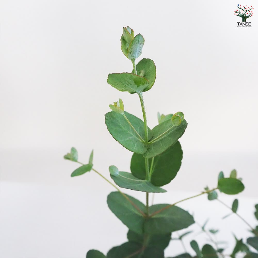 ユーカリ シルバードロップ 【花木苗 3.5号ポット】｜ 【植物の