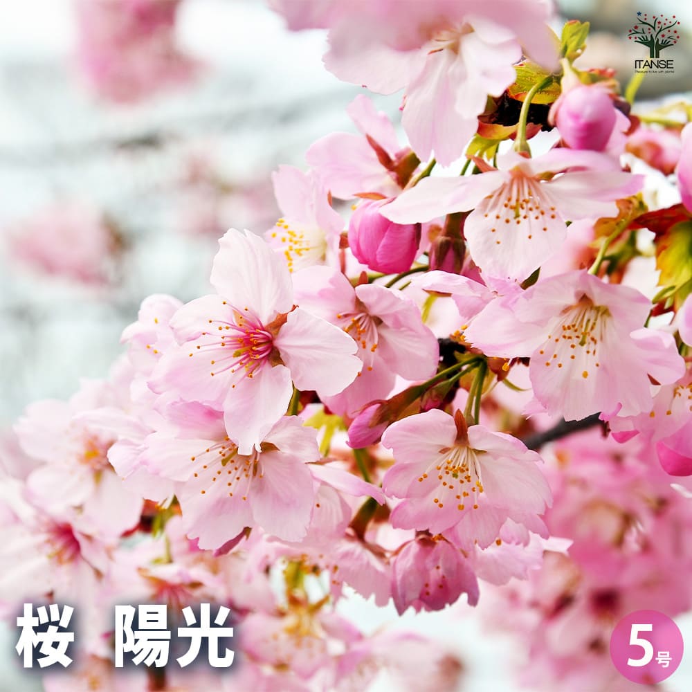 桜の苗木 陽光 【花木苗 5号／1個売り】｜ 【植物のITANSE】全品