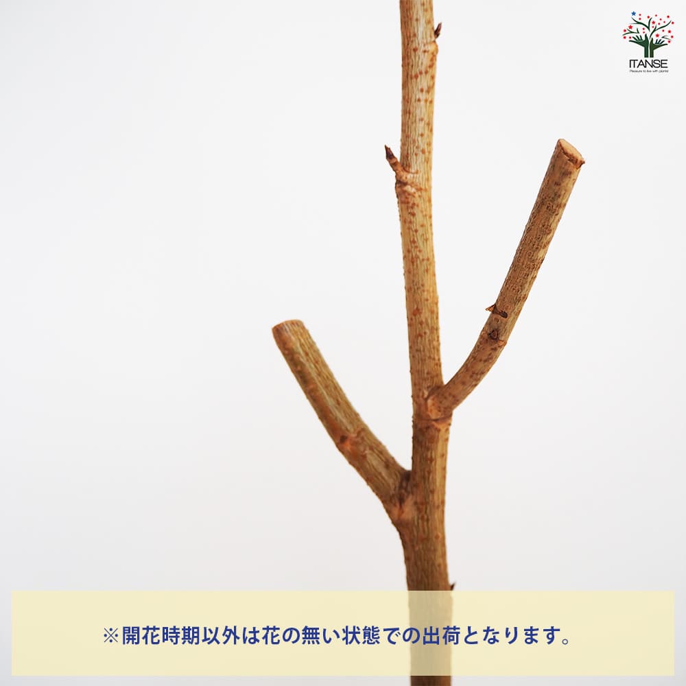 Shu.Reina.co.ltd (@1951.usajii) • Instagram photos and videos