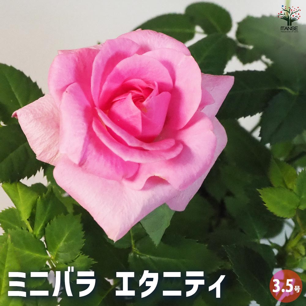ミニ薔薇 エタニティ 【花苗 3.5号鉢】｜ 【植物のITANSE】全品