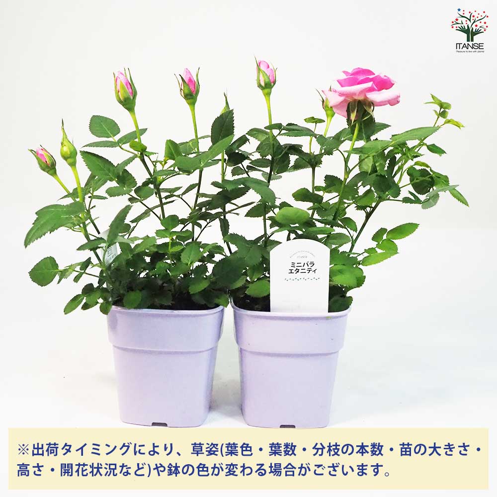 ミニ薔薇 エタニティ 【花苗 3.5号鉢】｜ 【植物のITANSE】全品