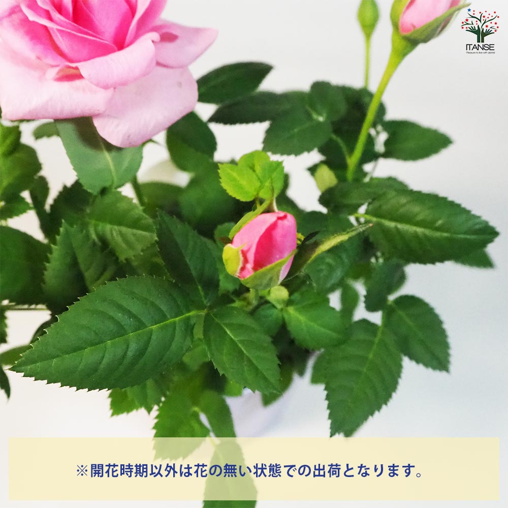 ミニ薔薇 エタニティ 【花苗 3.5号鉢】｜ 【植物のITANSE】全品