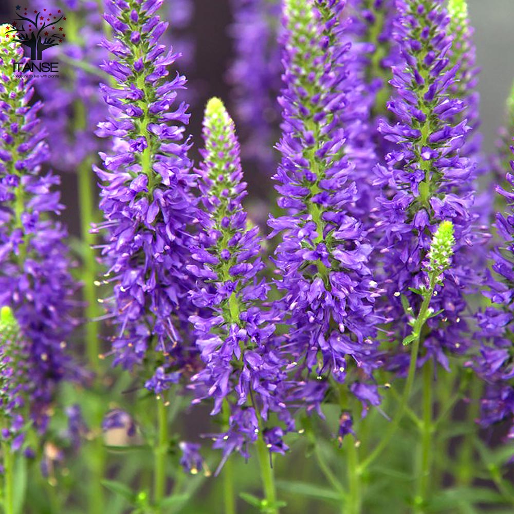 61 ＊暑さ寒さに強い宿根草ベロニカ（ハミングバード）ピンク　花終わり苗　来年用 61 ＊暑さ寒さに強い宿根草ベロニカ（ハミングバード）ピンク 花終わり