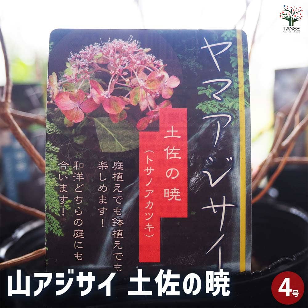 山アジサイ 土佐の暁 【花木苗 4号】｜ 【植物のITANSE】全品