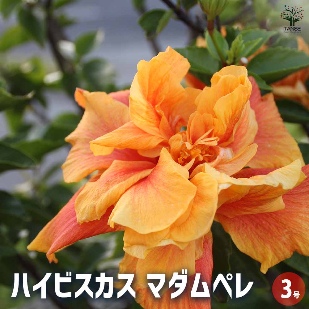 ハイビスカス マダムペレ 【花木苗 3号】｜ 【植物のITANSE