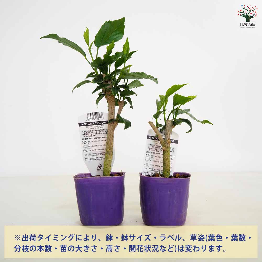 ハイビスカス マダムペレ 【花木苗 3号】｜ 【植物のITANSE