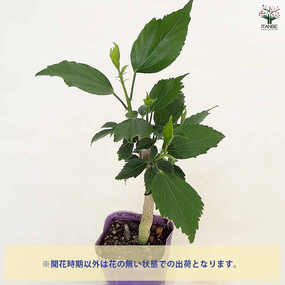 ハイビスカス マダムペレ 【花木苗 3号】｜ 【植物のITANSE
