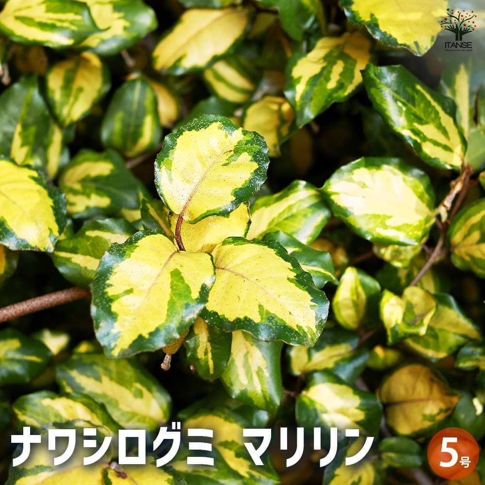 ナワシログミ マリリン 【庭木 5号／1個売り】｜ 【植物のITANSE