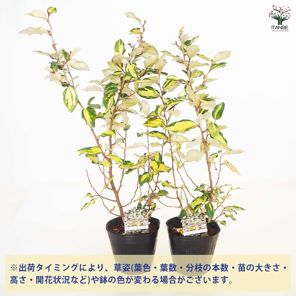 ナワシログミ マリリン 【庭木 5号／1個売り】｜ 【植物のITANSE