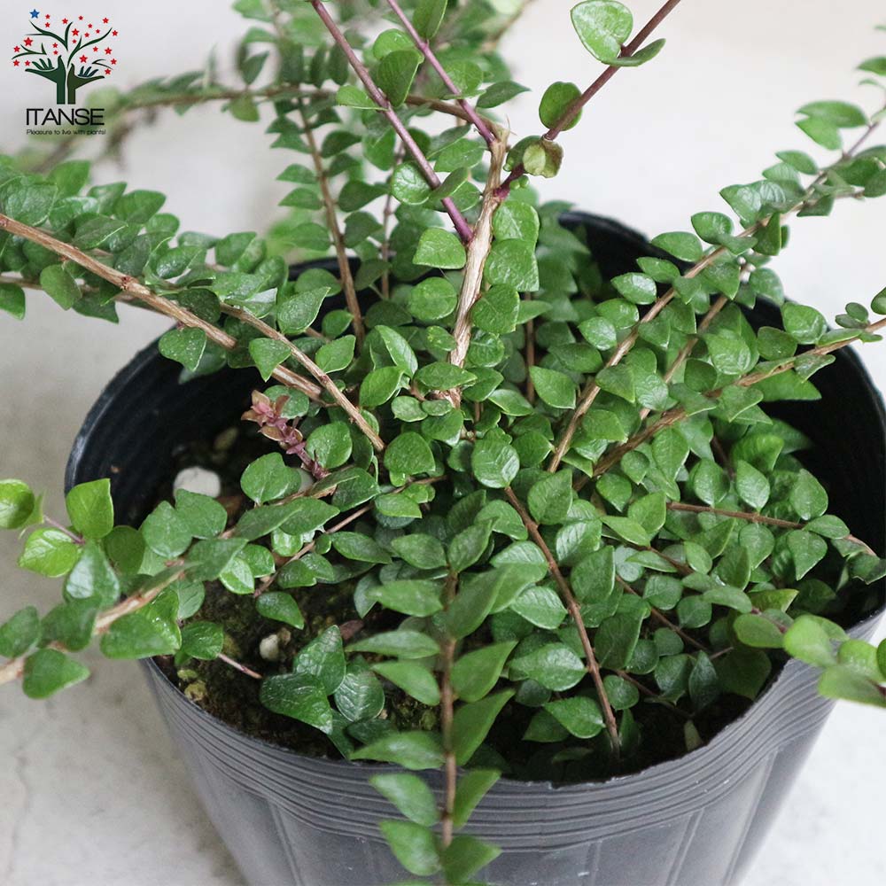 ロニセラ・レッドチップ 【庭木 5号ポット大苗 花木苗／1個売り