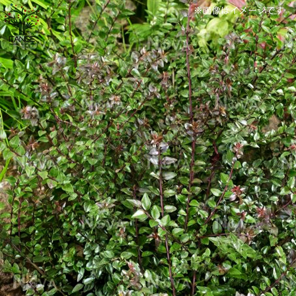 ロニセラ・レッドチップ 【庭木 5号ポット大苗 花木苗／1個売り