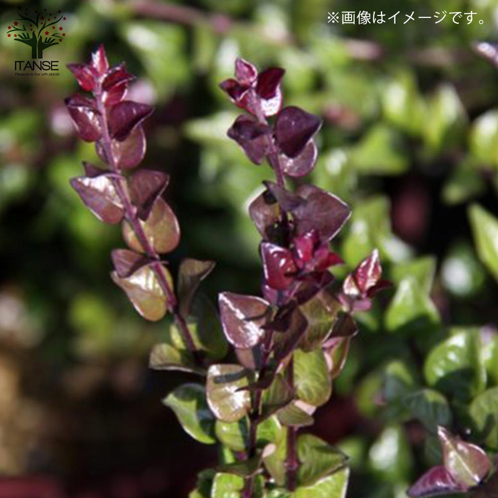 ロニセラ・レッドチップ 【庭木 5号ポット大苗 花木苗／1個売り