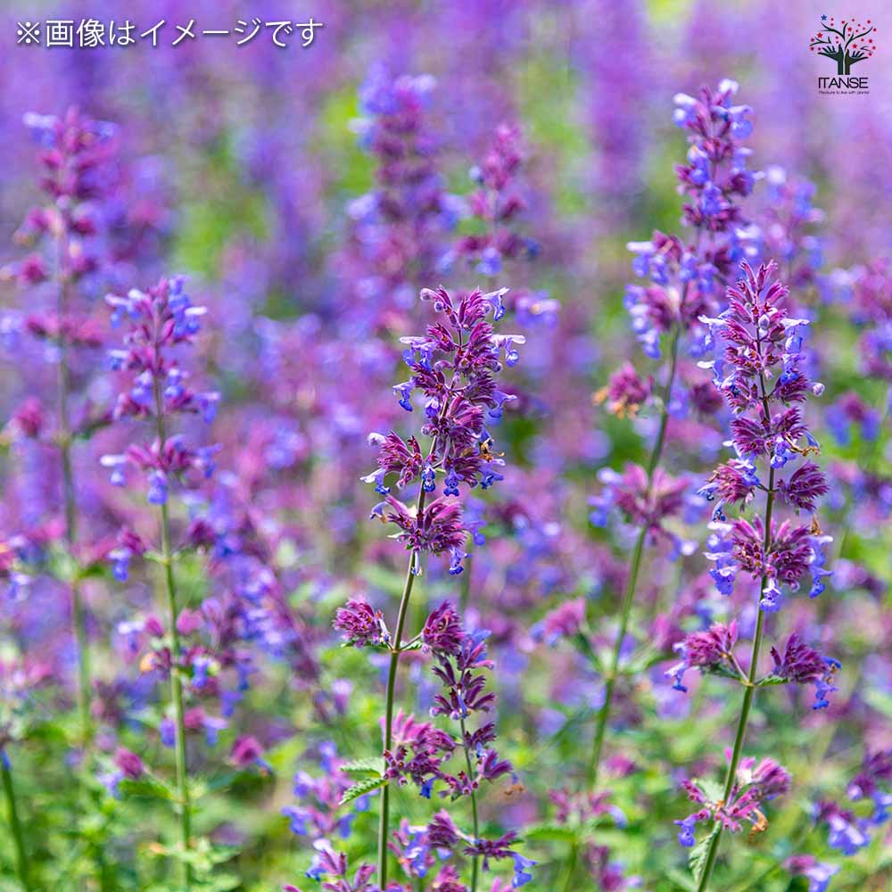 栽培セット 西洋マタタビ キャットニップ｜ 【植物のITANSE