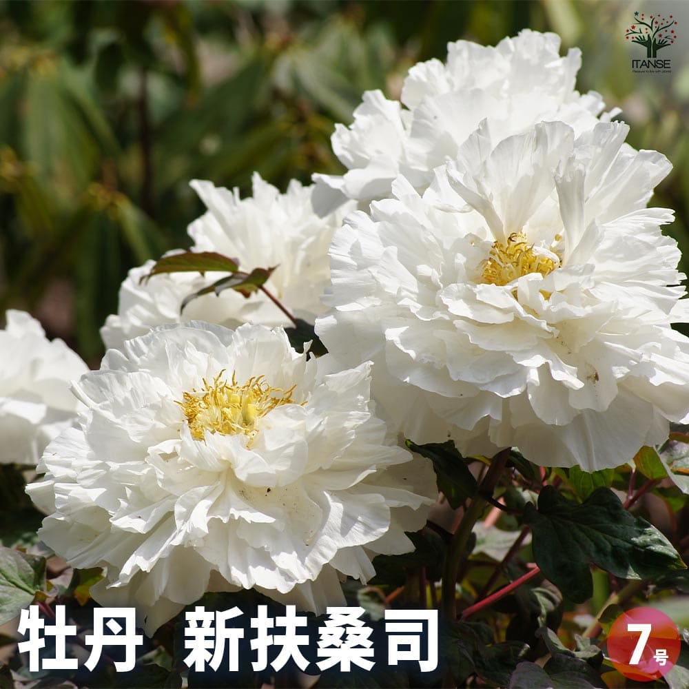 牡丹 新扶桑司 【花苗 7号／1個売り】｜ 【植物のITANSE】全品