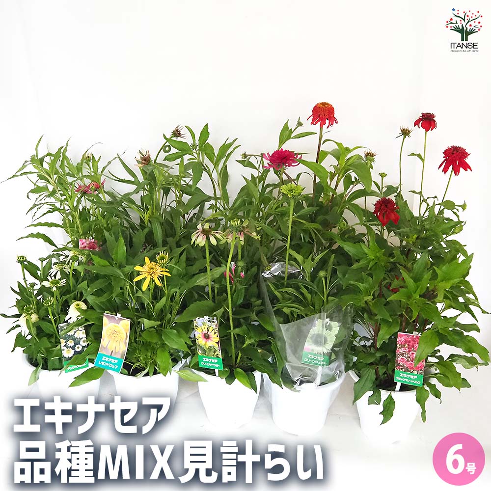 エキナセア苗4品種 エキナセア 品種MIX見計らい 【花木苗 6号】｜ 【植物の