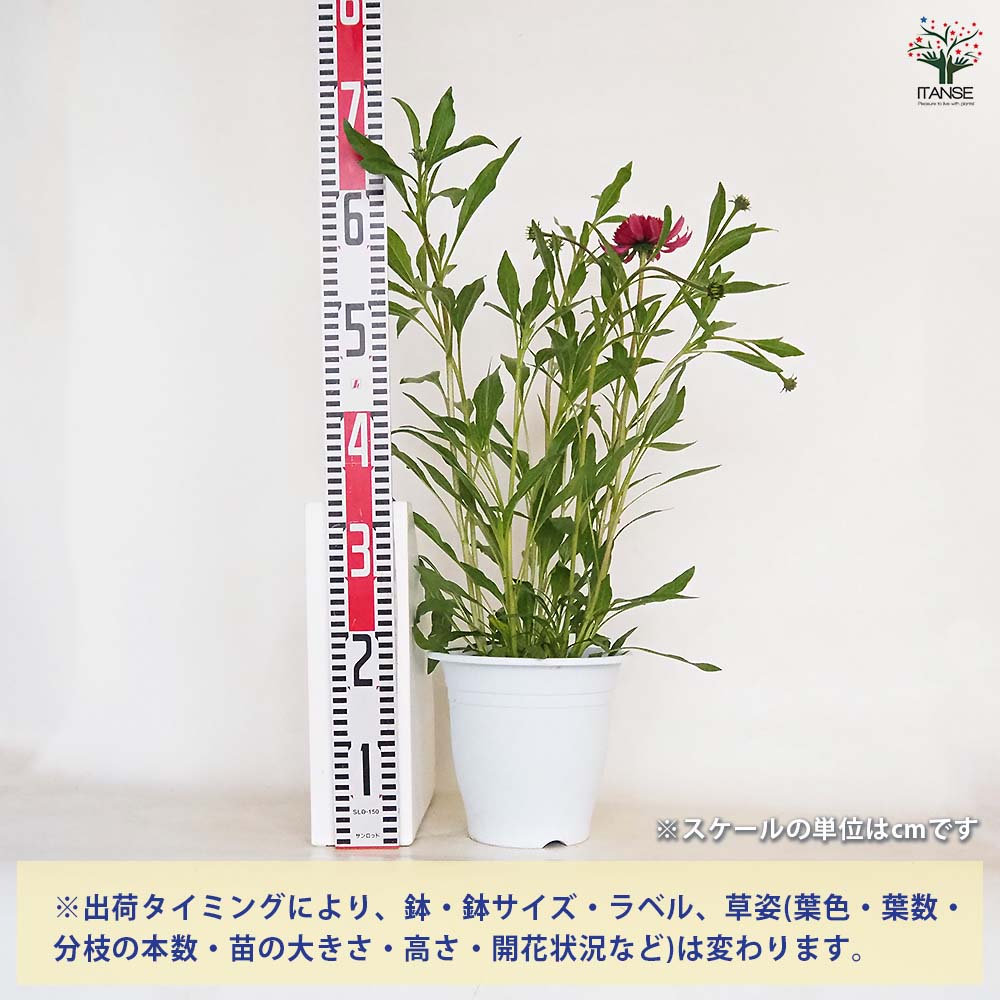エキナセア苗4品種 エキナセア（八重咲き）：ミニベル3.5－4号ポット の通販 | 園芸