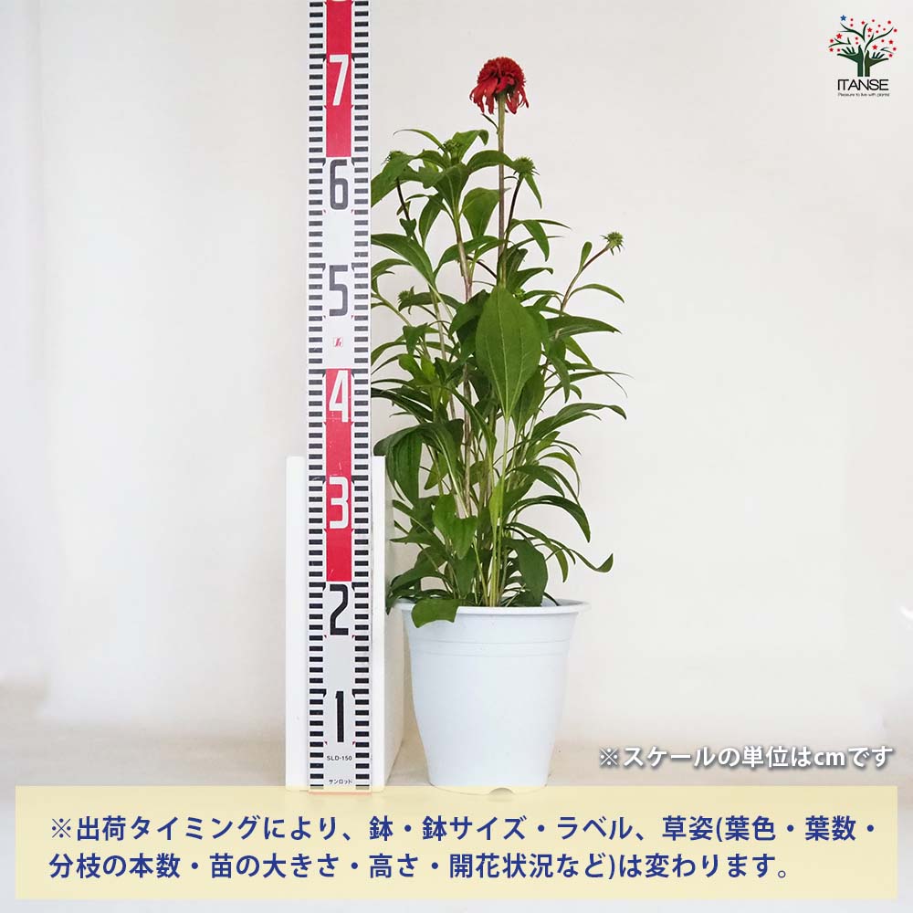 エキナセア苗❤️6品種❤️ラベル付き エキナセア苗❤️6品種❤️ラベル付き