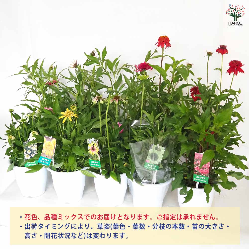 エキナセア苗 エキナセア 品種MIX見計らい 【花木苗 6号】| 【植物の