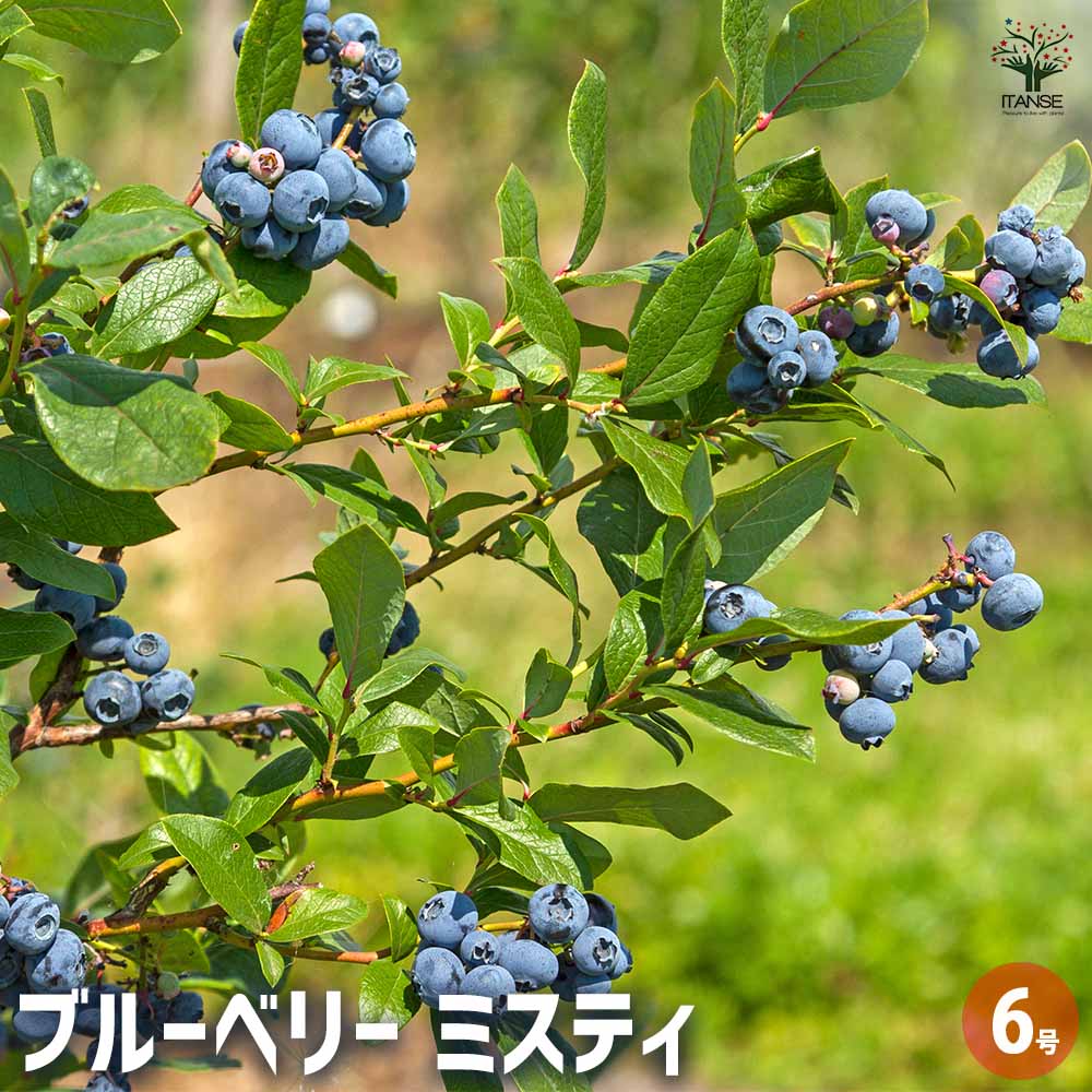 ブルーベリー ミスティ 【果樹の苗木 6号／1個売り】｜ 【植物の