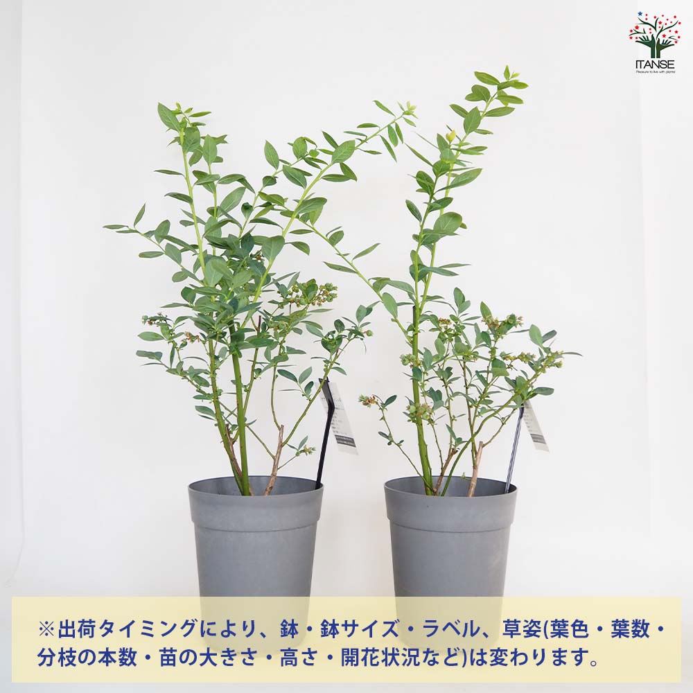 ブルーベリー ミスティ 【果樹の苗木 6号／1個売り】｜ 【植物の