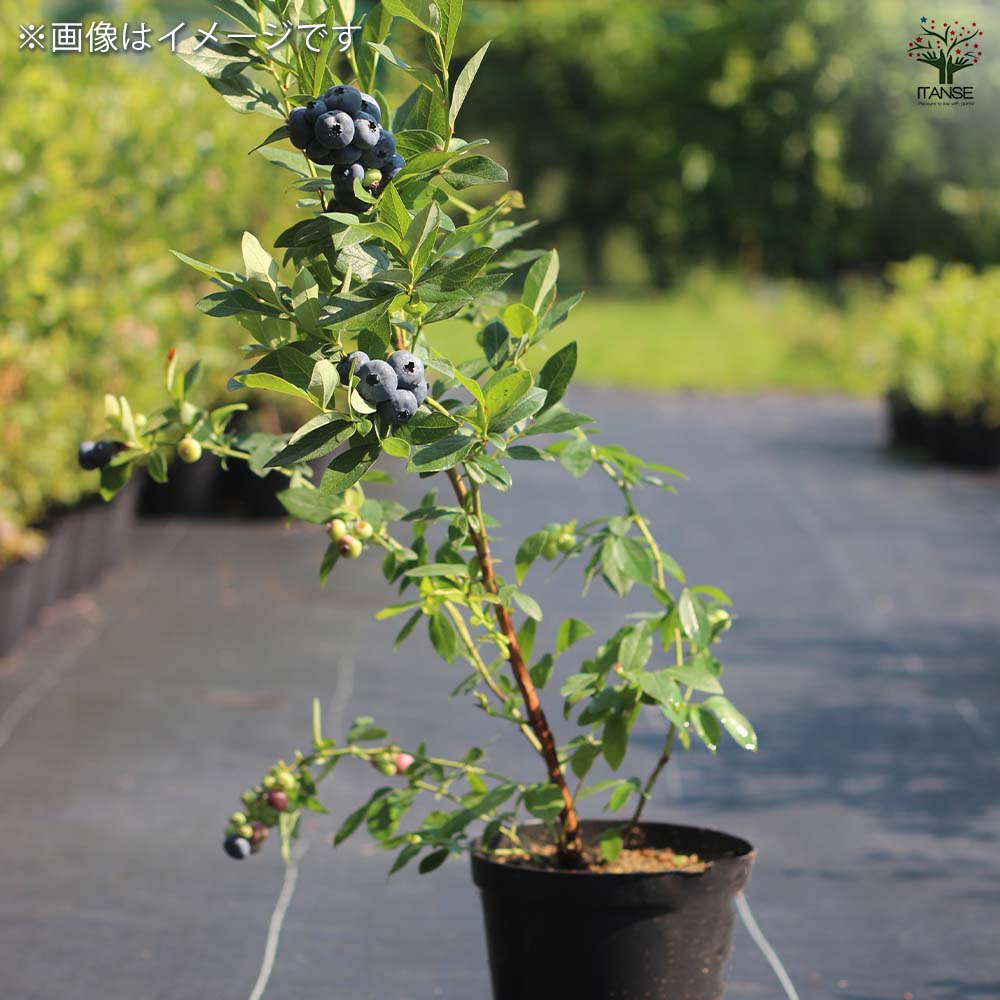 ブルーベリー ミスティ 【果樹の苗木 6号/1個売り】| 【植物の ブルーベリー ミスティ 【果樹の苗木 6号/1個売り】| 【植物の