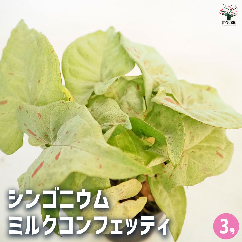 シンゴニューム(シンゴニウム) ミルクコンフェッティ 【観葉植物