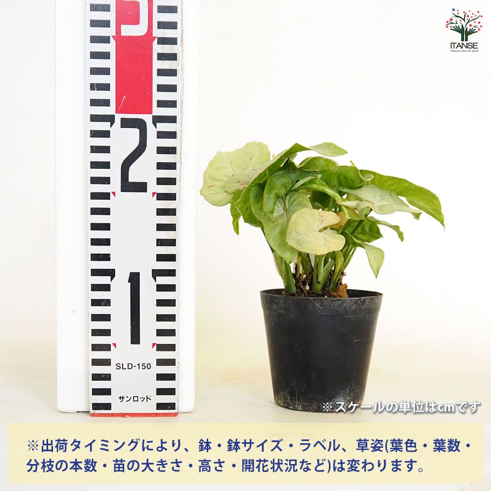 シンゴニューム(シンゴニウム) ミルクコンフェッティ 【観葉植物 3号】