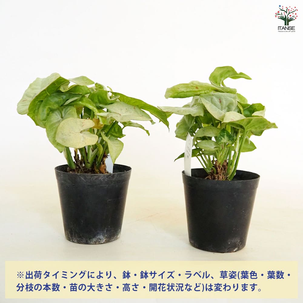 シンゴニューム(シンゴニウム) ミルクコンフェッティ 【観葉植物 3号】