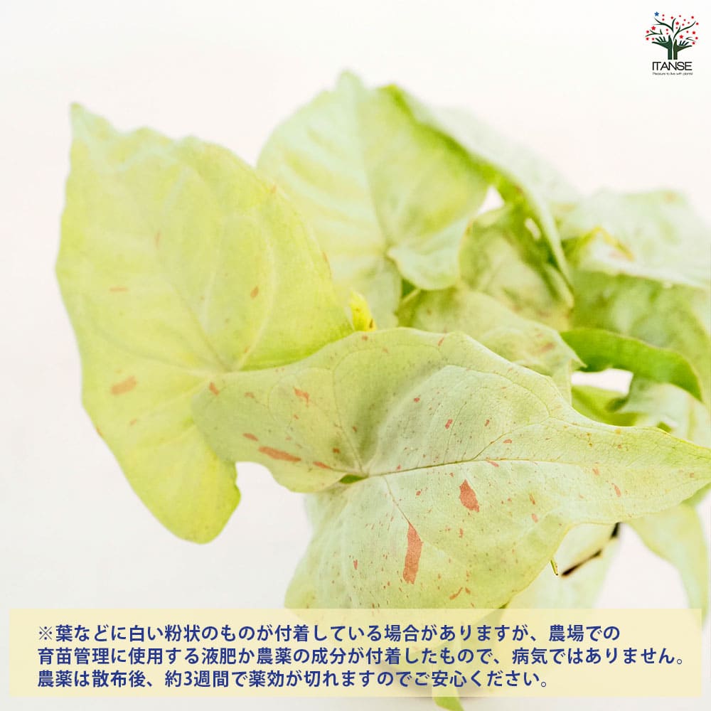 シンゴニューム(シンゴニウム) ミルクコンフェッティ 【観葉植物 3号】