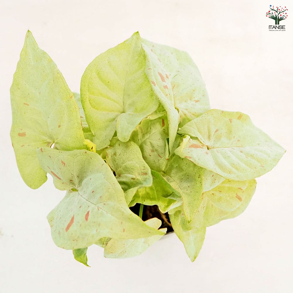 シンゴニューム(シンゴニウム) ミルクコンフェッティ 【観葉植物 3号】