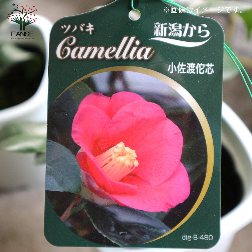 椿 小佐渡侘芯(こさどわびしん) 【庭木 4.5号鉢／1個売り