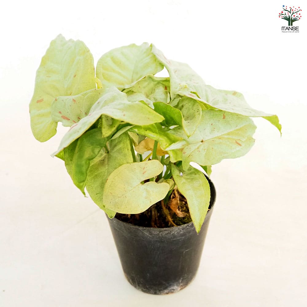 シンゴニューム(シンゴニウム) ミルクコンフェッティ 【観葉植物 3号】